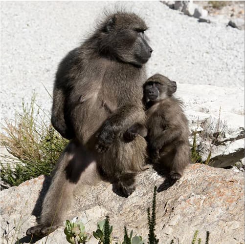 Baboons