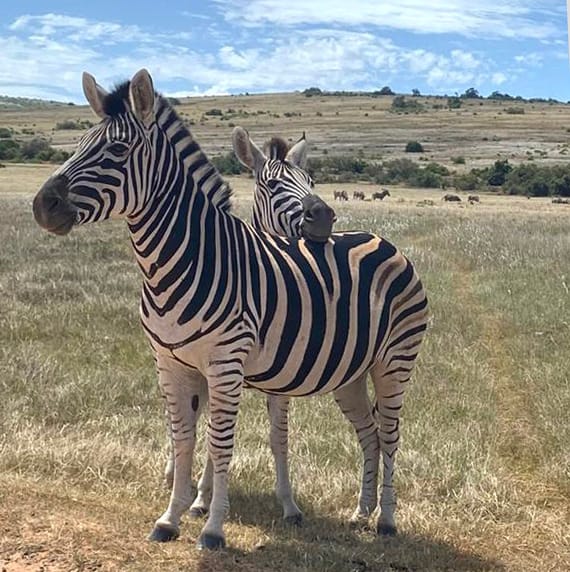 Zebra